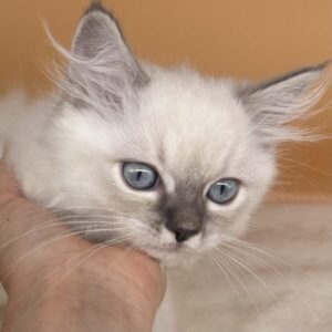 Alternative view of ミックス猫