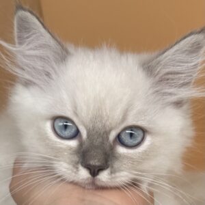 ミックス猫