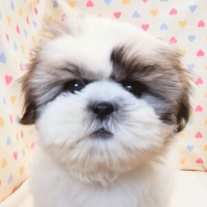 シー・ズー