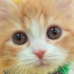 スコティッシュ・フォールド