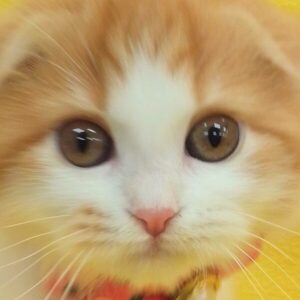 スコティッシュ・フォールド