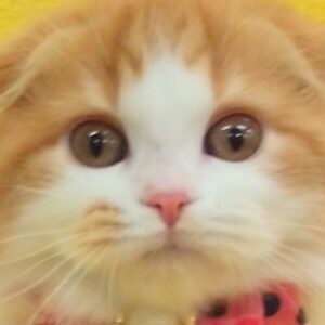 スコティッシュ・フォールド