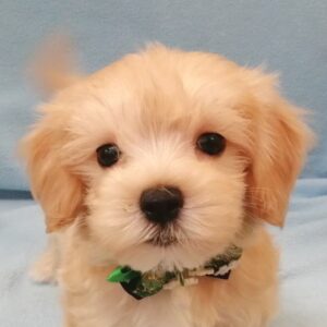 ミックス犬