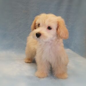 Alternative view of ミックス犬