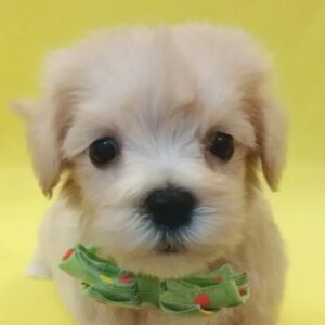 ミックス犬