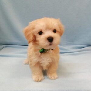 Alternative view of ミックス犬