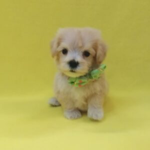Alternative view of ミックス犬