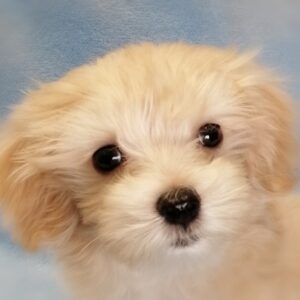 ミックス犬