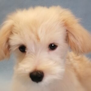 ミックス犬