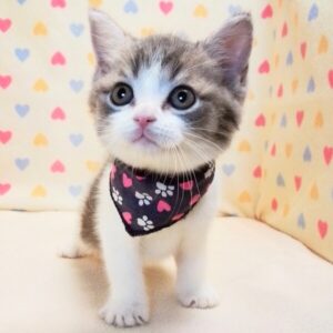 Alternative view of ミヌエット