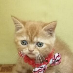 エキゾチック