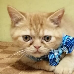 エキゾチック