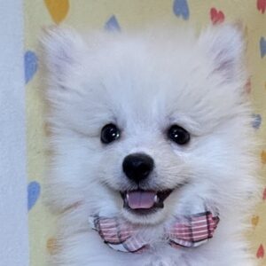 ポメラニアン