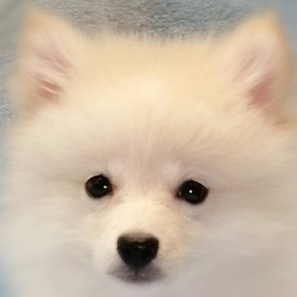 ポメラニアン