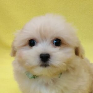 ミックス犬