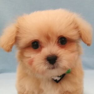 ミックス犬