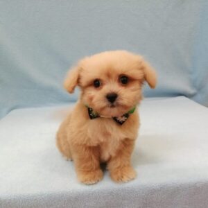 Alternative view of ミックス犬