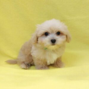 Alternative view of ミックス犬