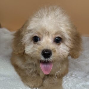 Alternative view of ミックス犬