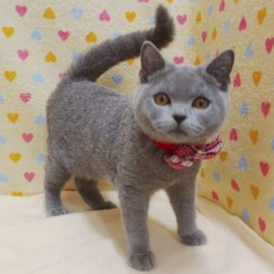 Alternative view of ブリティッシュ・ショートヘアー