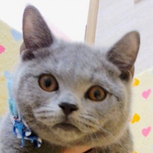 ブリティッシュ・ショートヘアー