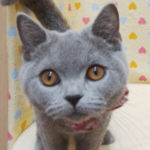 ブリティッシュ・ショートヘアー