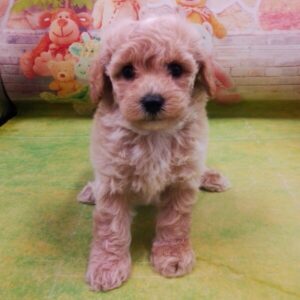 Alternative view of ミックス犬