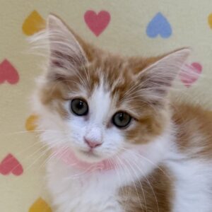 ノルウェージャン・フォレスト・キャット