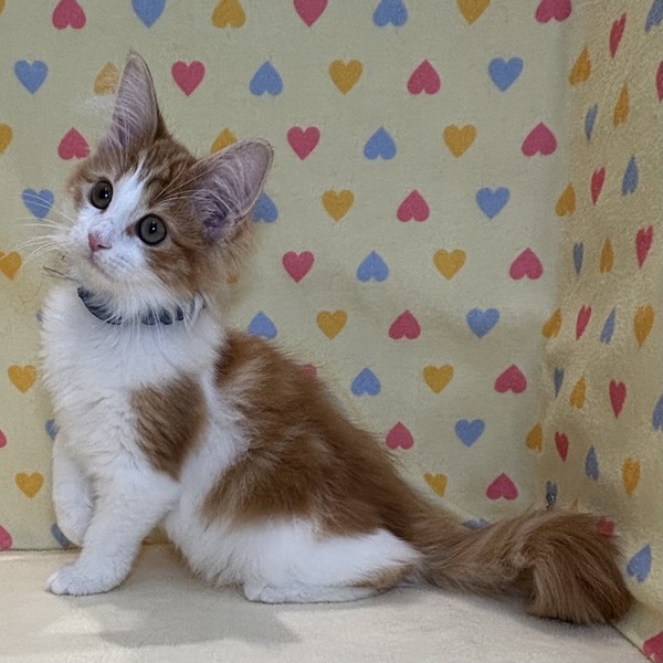 ノルウェージャン・フォレスト・キャット - 画像 (3)