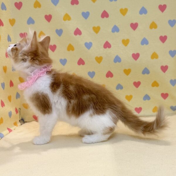 ノルウェージャン・フォレスト・キャット - 画像 (4)