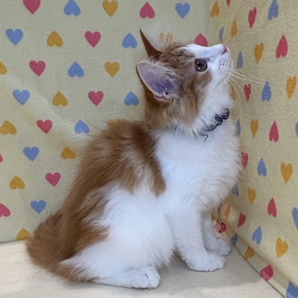 ノルウェージャン・フォレスト・キャット - 画像 (4)