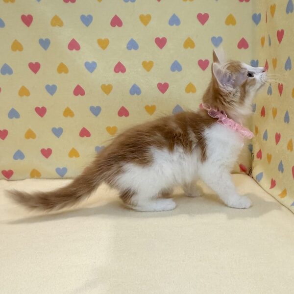 ノルウェージャン・フォレスト・キャット - 画像 (5)