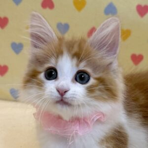ノルウェージャン・フォレスト・キャット