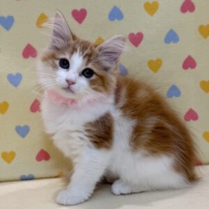 Alternative view of ノルウェージャン・フォレスト・キャット