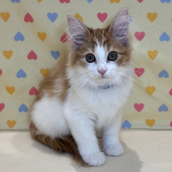 ノルウェージャン・フォレスト・キャット - 画像 (2)