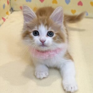 Alternative view of ノルウェージャン・フォレスト・キャット