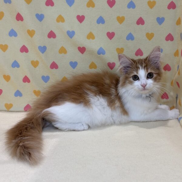 ノルウェージャン・フォレスト・キャット - 画像 (5)