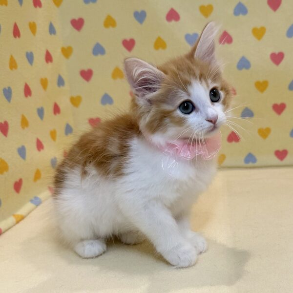 ノルウェージャン・フォレスト・キャット - 画像 (3)