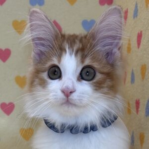 ノルウェージャン・フォレスト・キャット