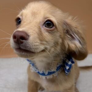 Alternative view of ミックス犬