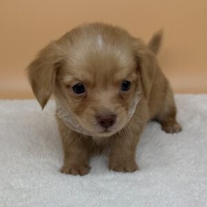 ミックス犬