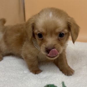 Alternative view of ミックス犬