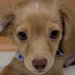 ミックス犬