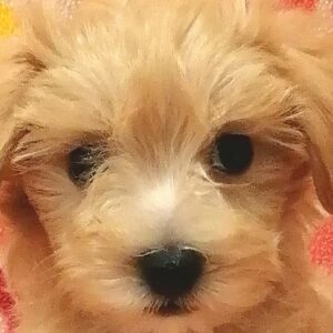 ミックス犬