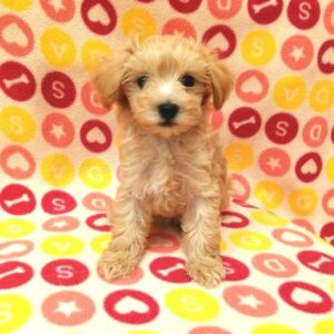 Alternative view of ミックス犬
