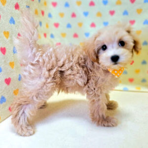 Alternative view of ミックス犬