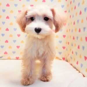 Alternative view of ミックス犬