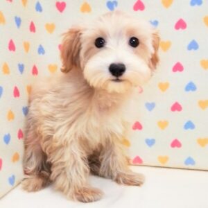 Alternative view of ミックス犬