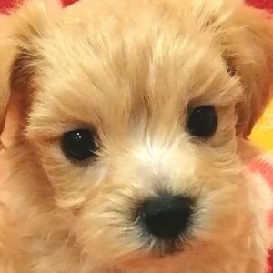 ミックス犬