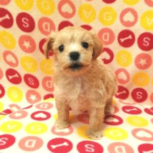 Alternative view of ミックス犬